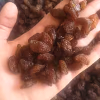 کشمش مویز تیزابی  اقتصادی 