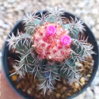 ملو مینیاتور  روی سفالیوم 