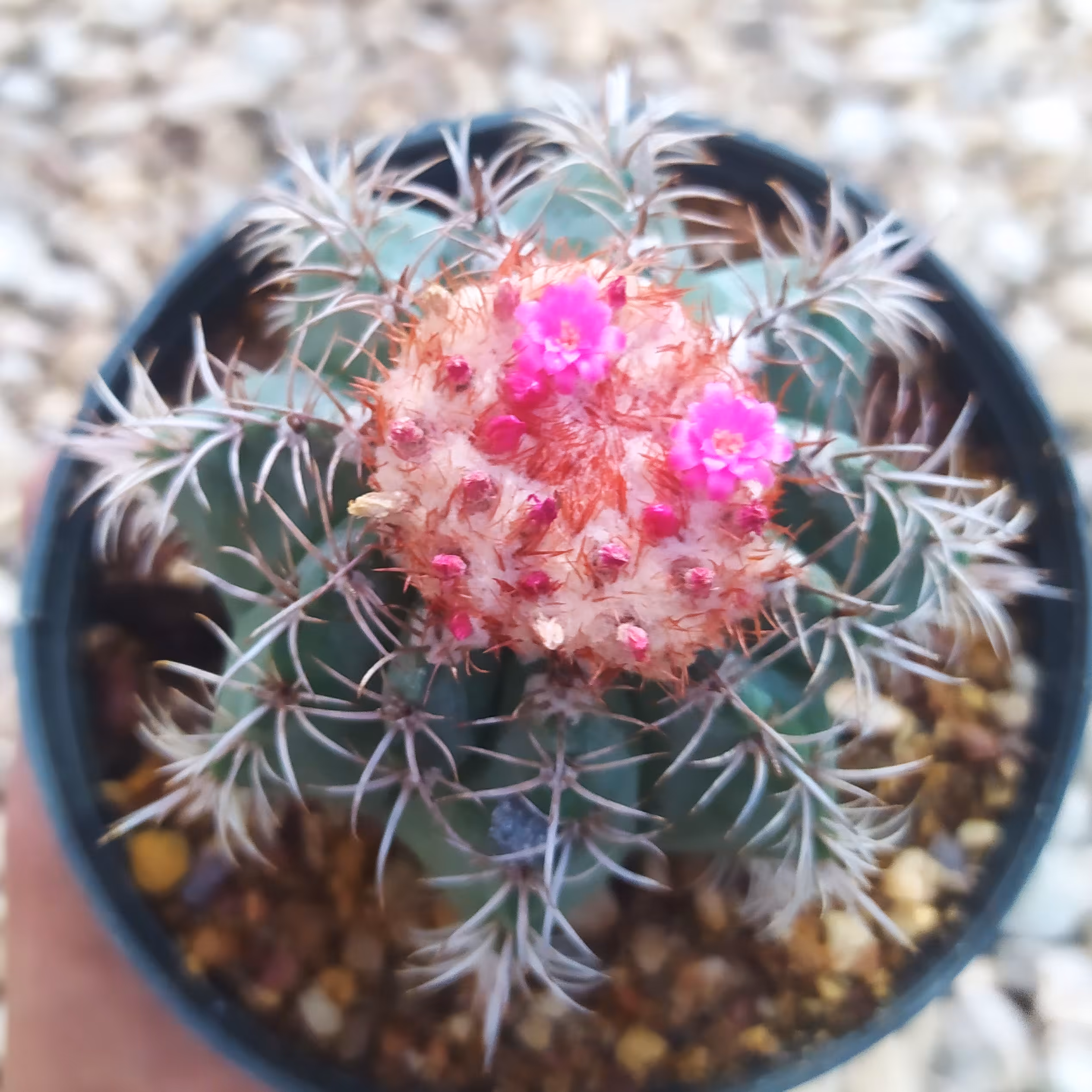 ملو مینیاتور  روی سفالیوم 