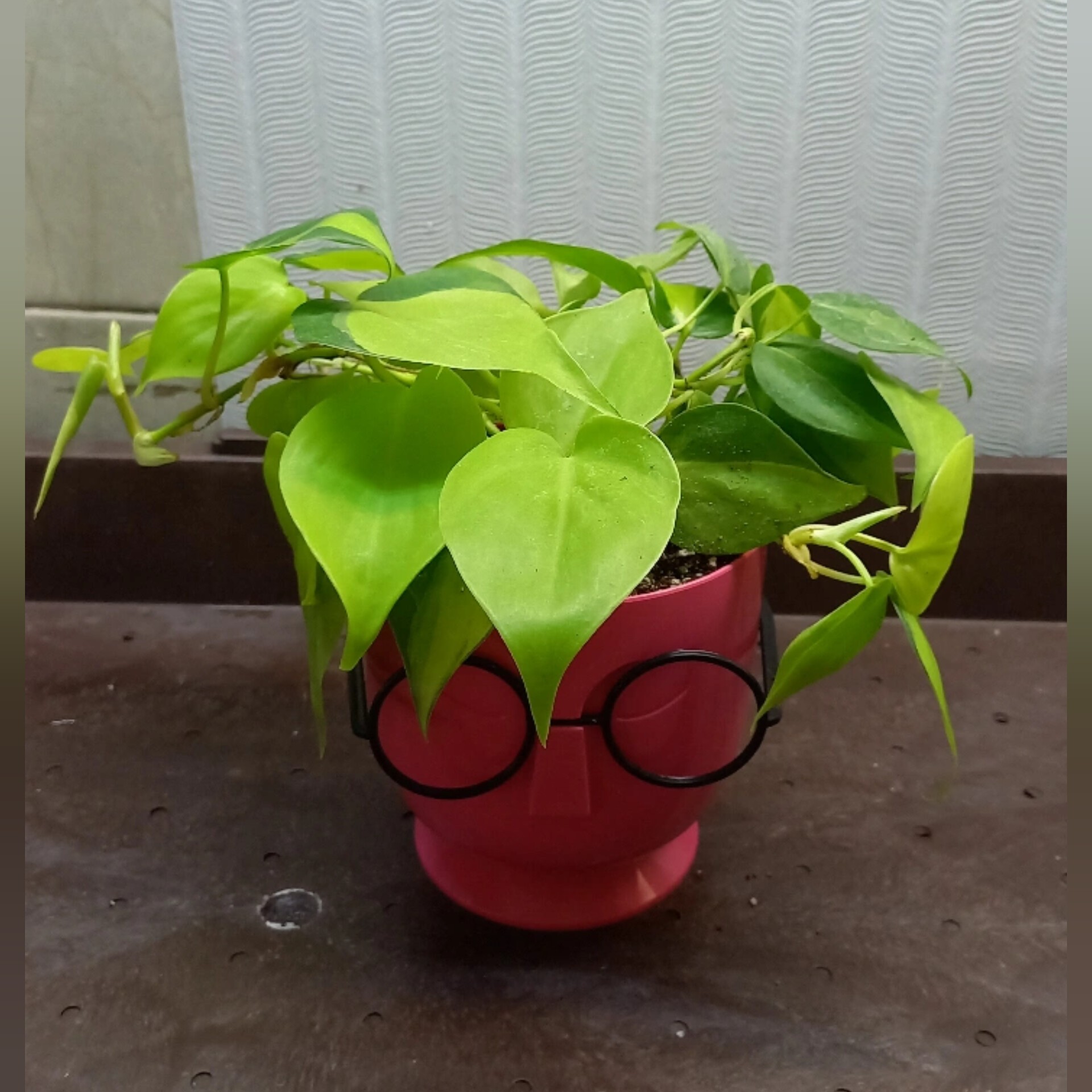 گلدان مدل عینک با گیاه اسکاندیس ابلق  کد 65 (پس کرایه)