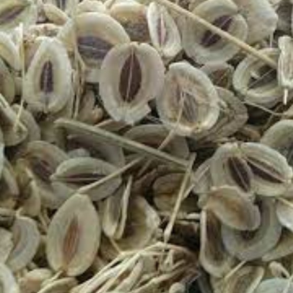 انجدان رومی 100 گرم مناسب  آسمپالایش ریه