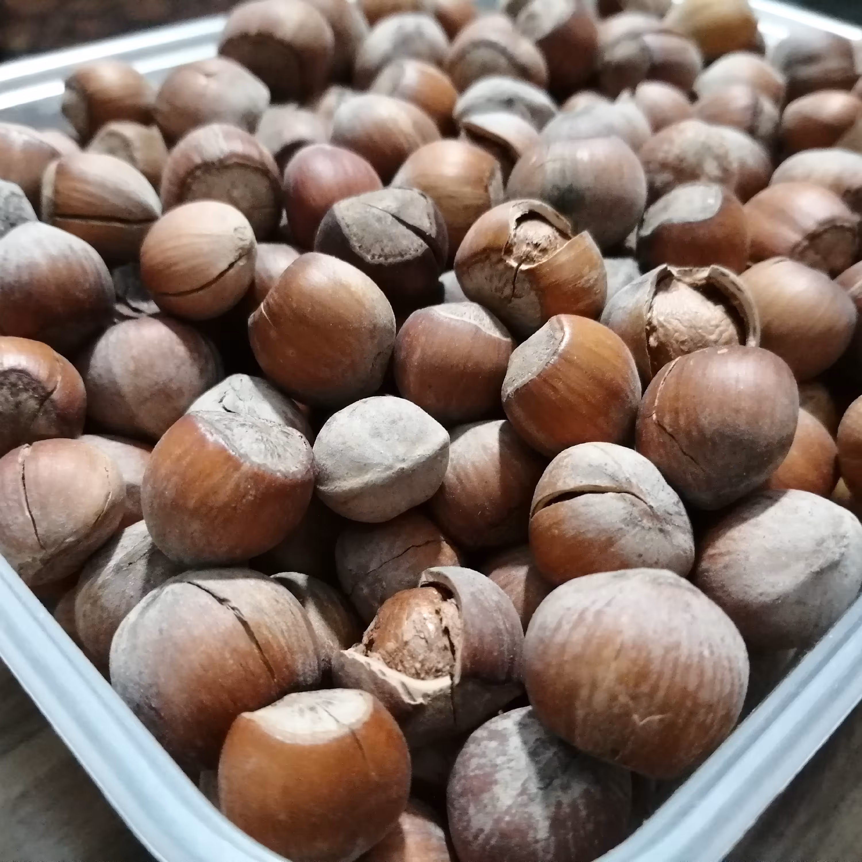 فندق با پوست کهندان 500 گرمی امسالی