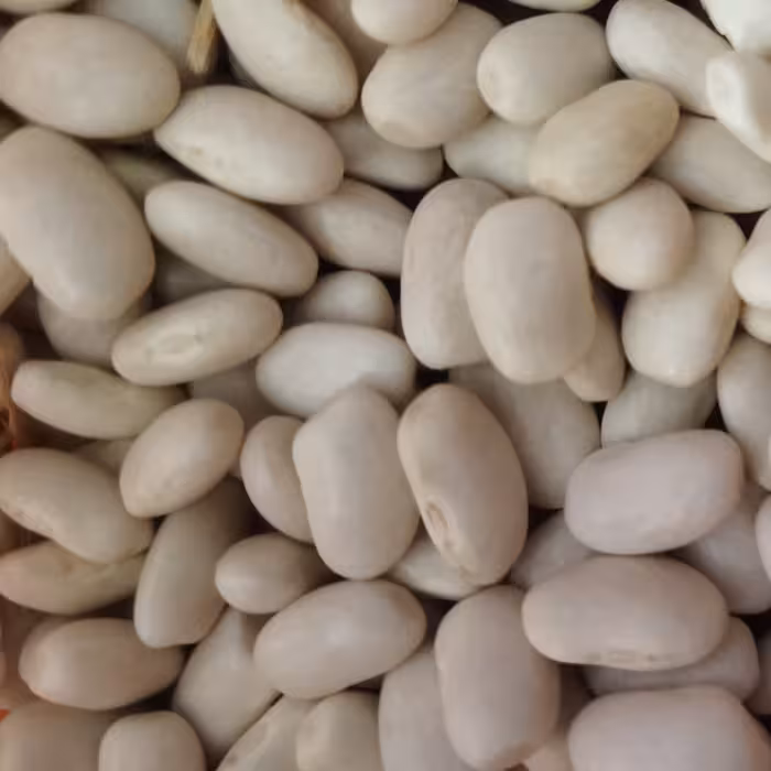 لوبیا سفید محلی ارگانیک تازه تازه 