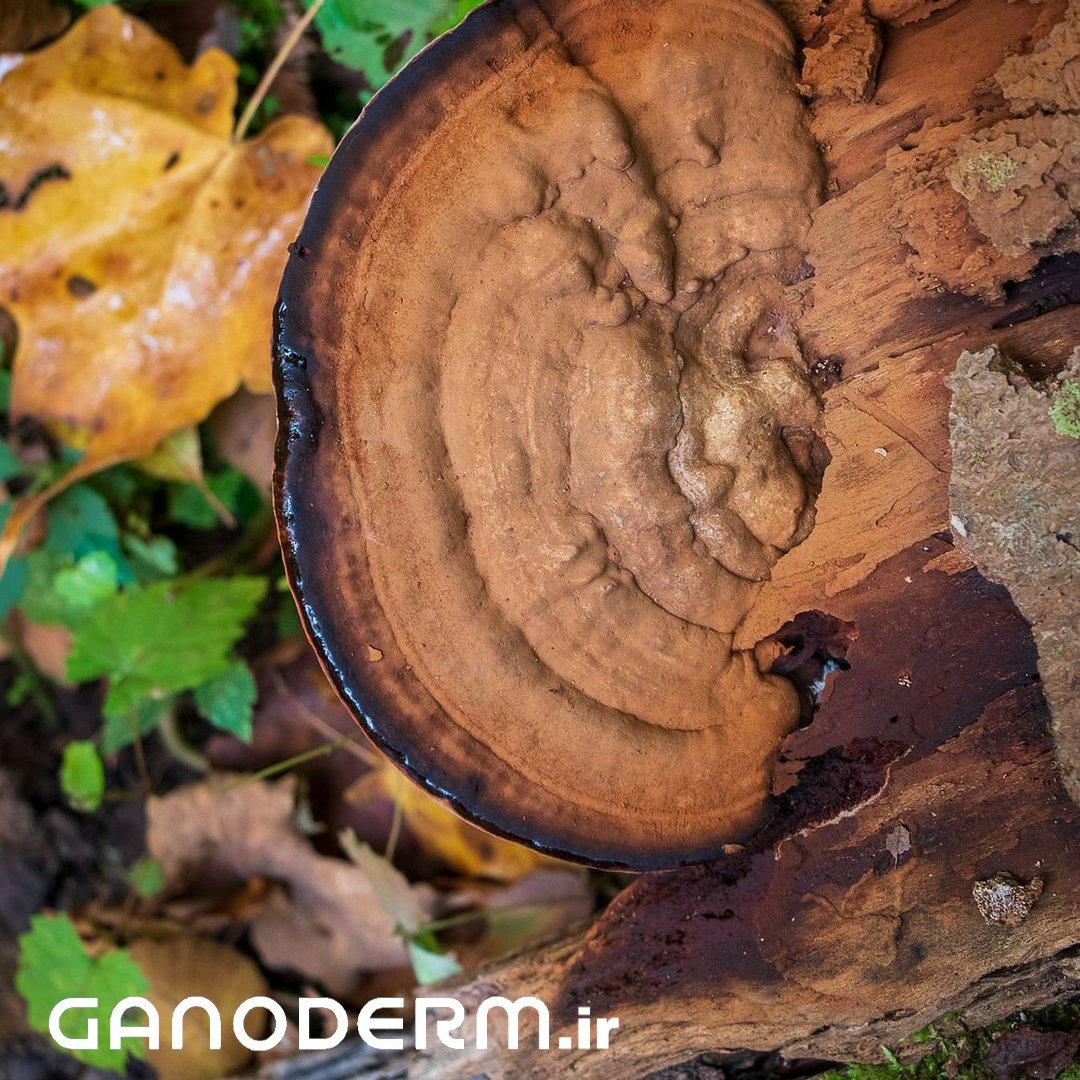 گانودرما قهوه ای