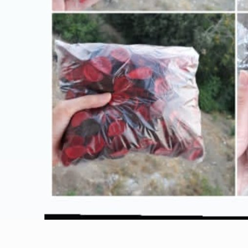 گلبرگ تزئینی