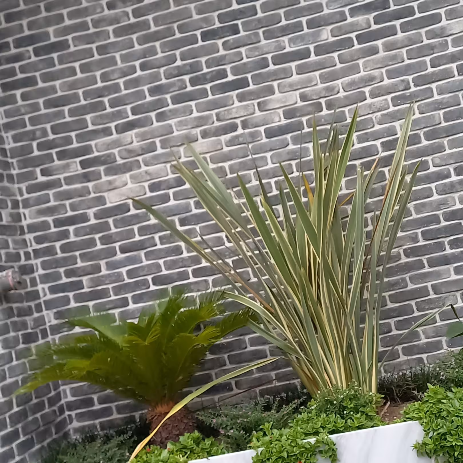 آجر هلندی  موزاییک