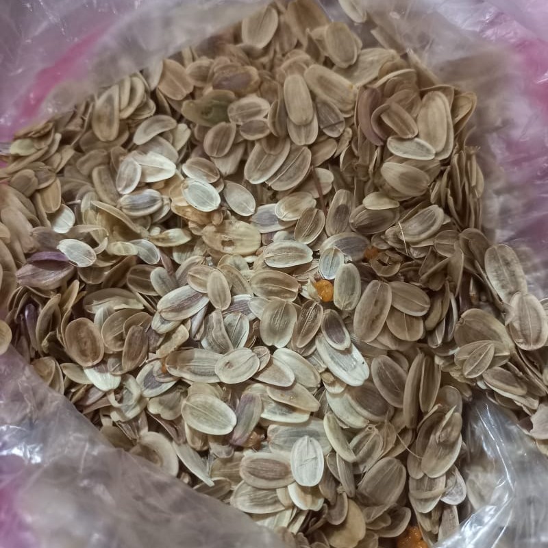بذر آنغوزه بسته 10 کیلو گرمی 