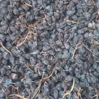 مویز قرمز گوشتی با خوشه  دشمن زیاری 