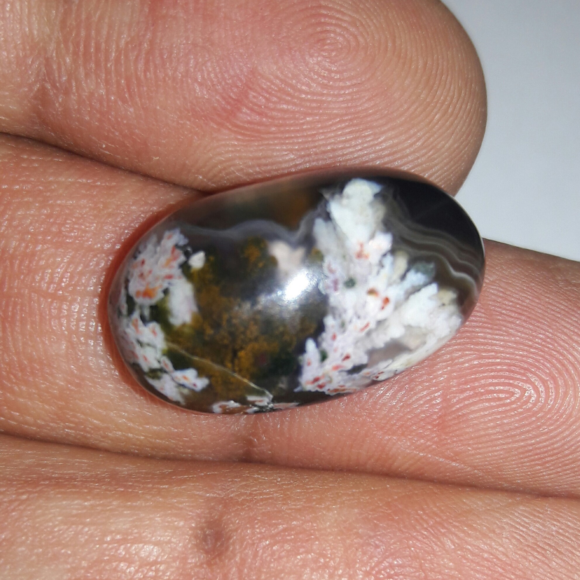 شجر بهاره زیبا 