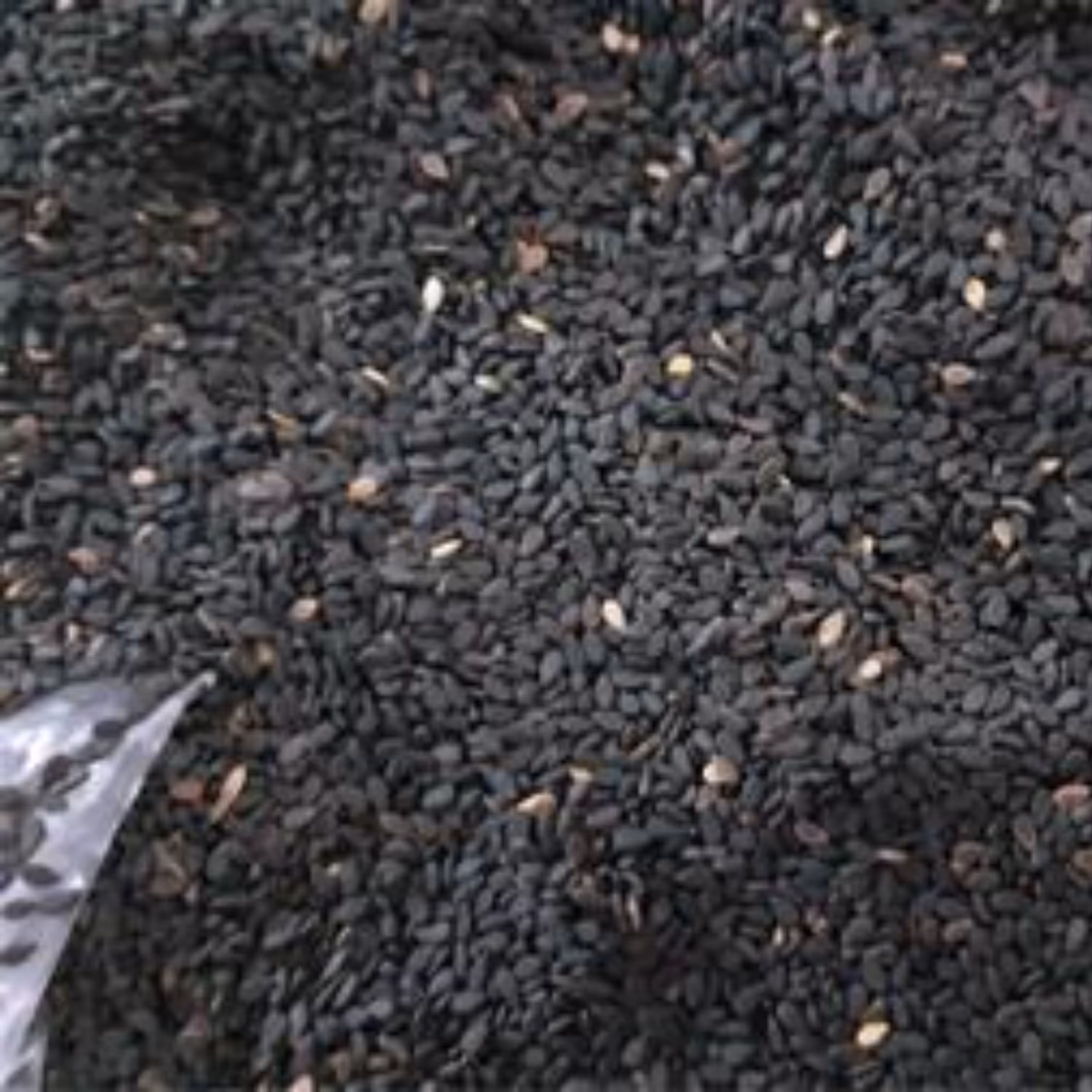 کنجد سیاه محلی ارسباران آذربایجان وزن 900 گرمی