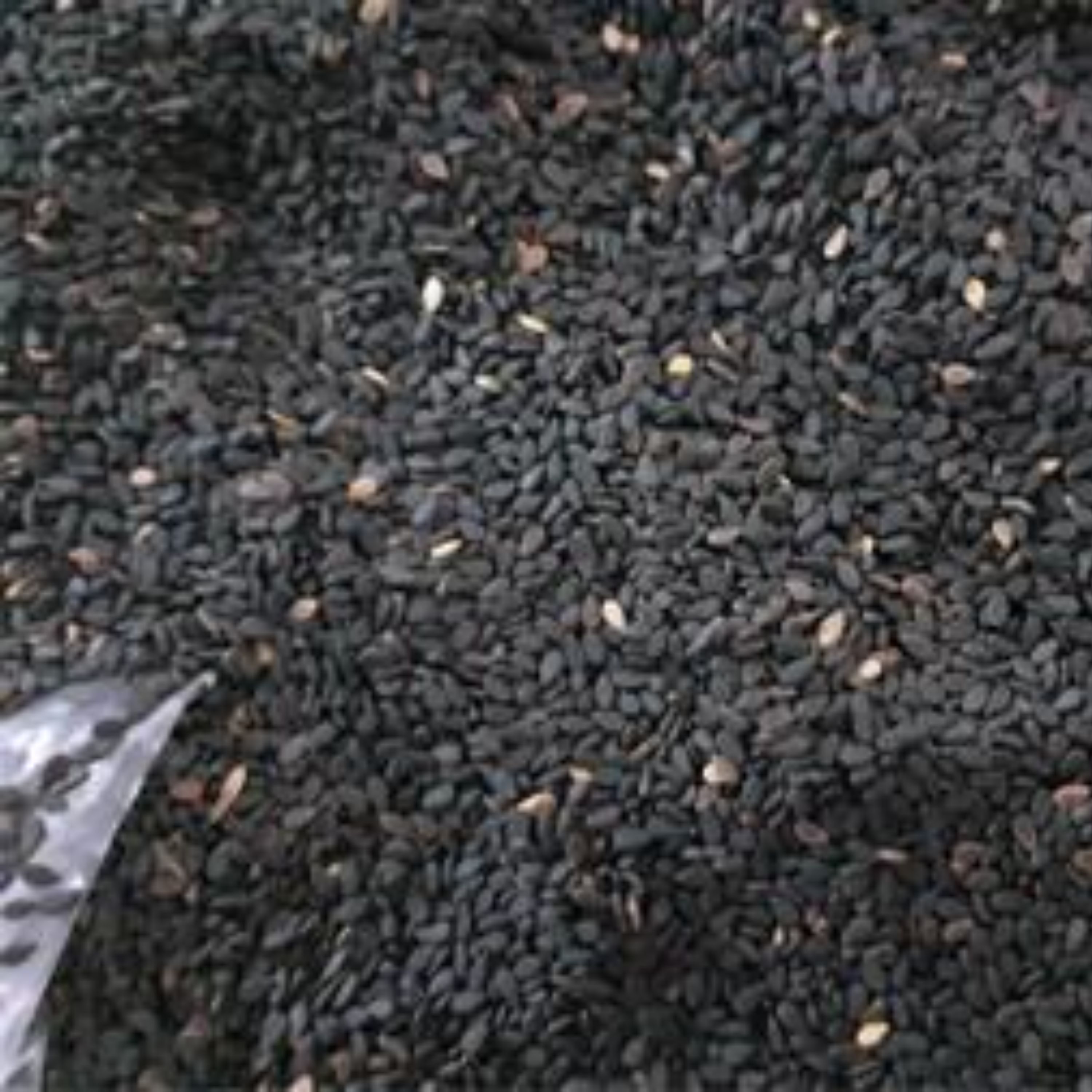 کنجد سیاه محلی ارسباران آذربایجان وزن 900 گرمی