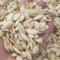 تخمه کدو شور  -لوکس و درجه یک-  بصورت پودری شور شده