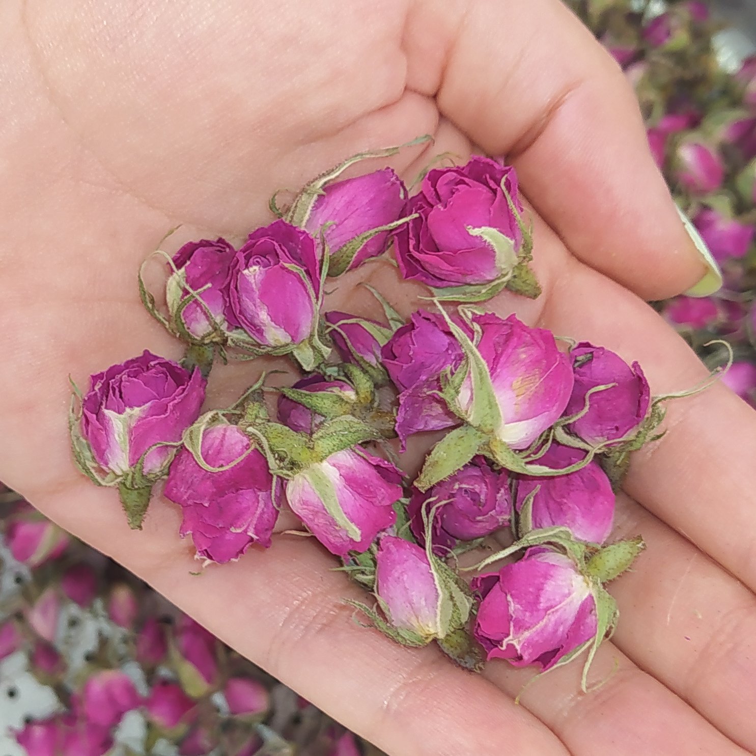 غنچه محمدی لاله زار بسته 100 گرمی