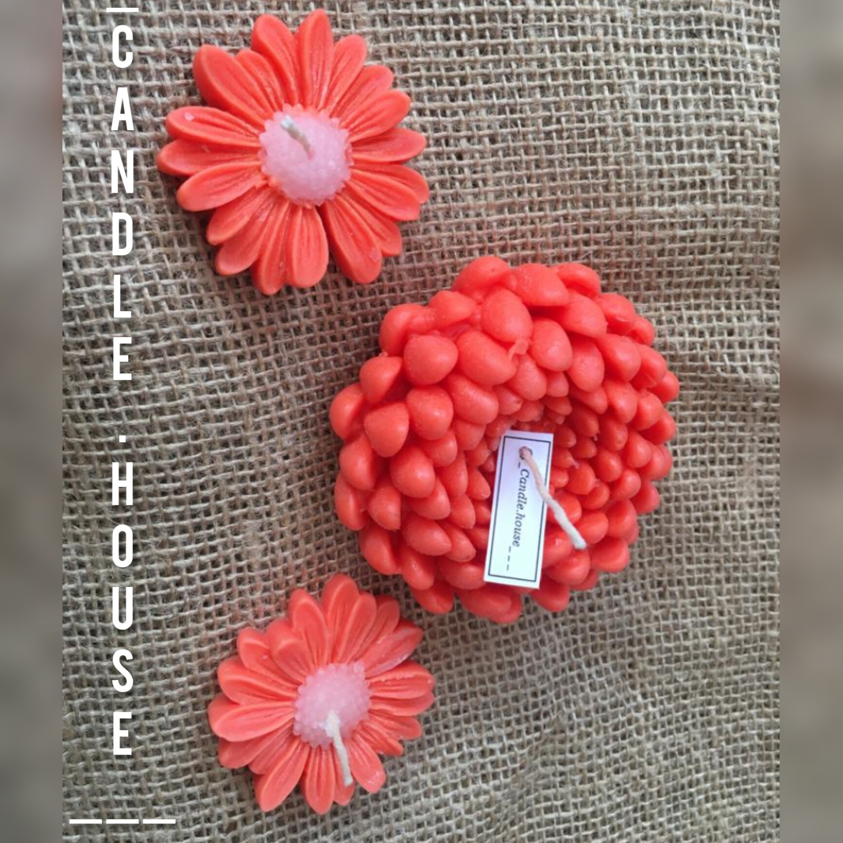 شمع داوودی و گل بابونه 