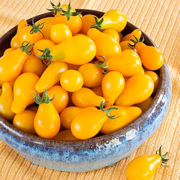 بذر گوجه گلابی زرد (15 بذر)