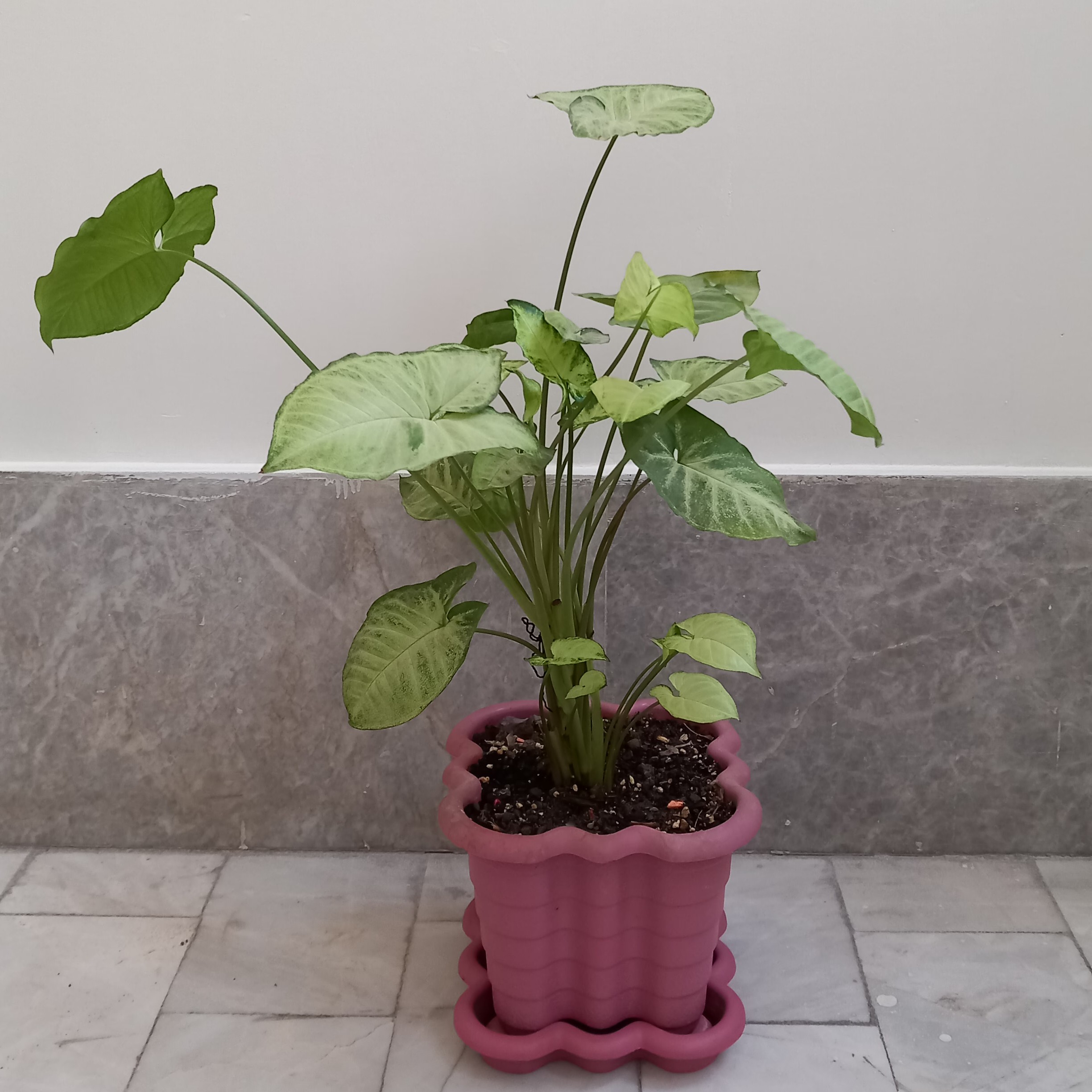 گلدان گل طبیعی سینگونیوم سبز