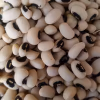 لوبیا چشم بلبلی. ارگانیک 