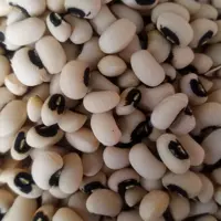 لوبیا چشم بلبلی. ارگانیک 