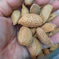 بادام سنگی ممتاز (500 گرم) اورگانور