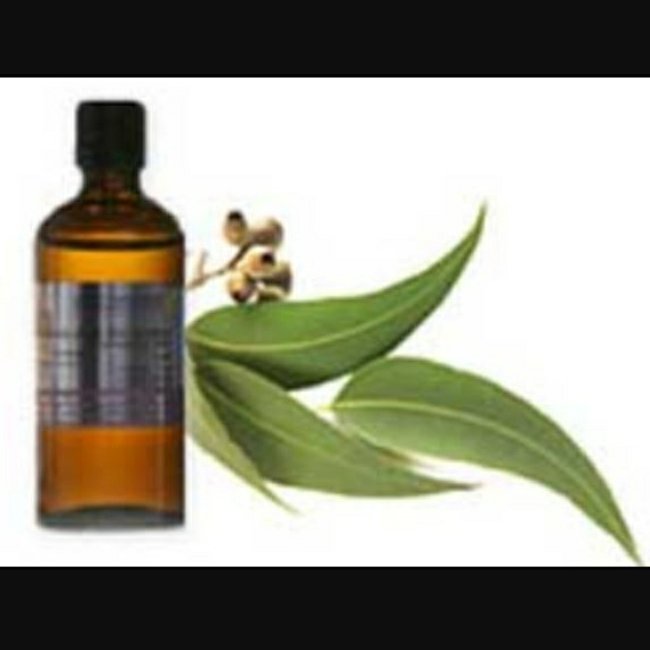 عرق اکالیپتوس خانگی غلیظ بطری یک و نیم لیتری