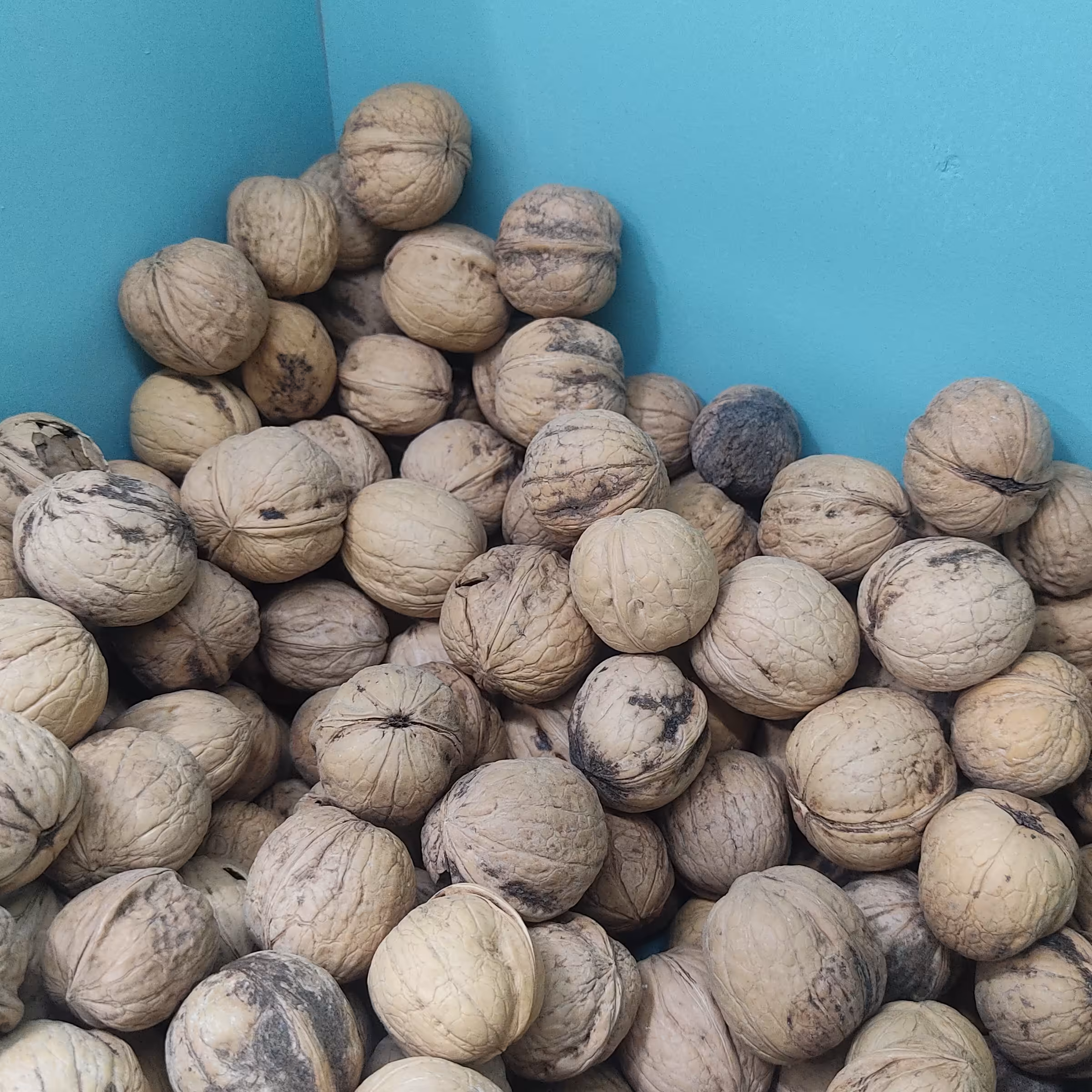 گردو ایرانی