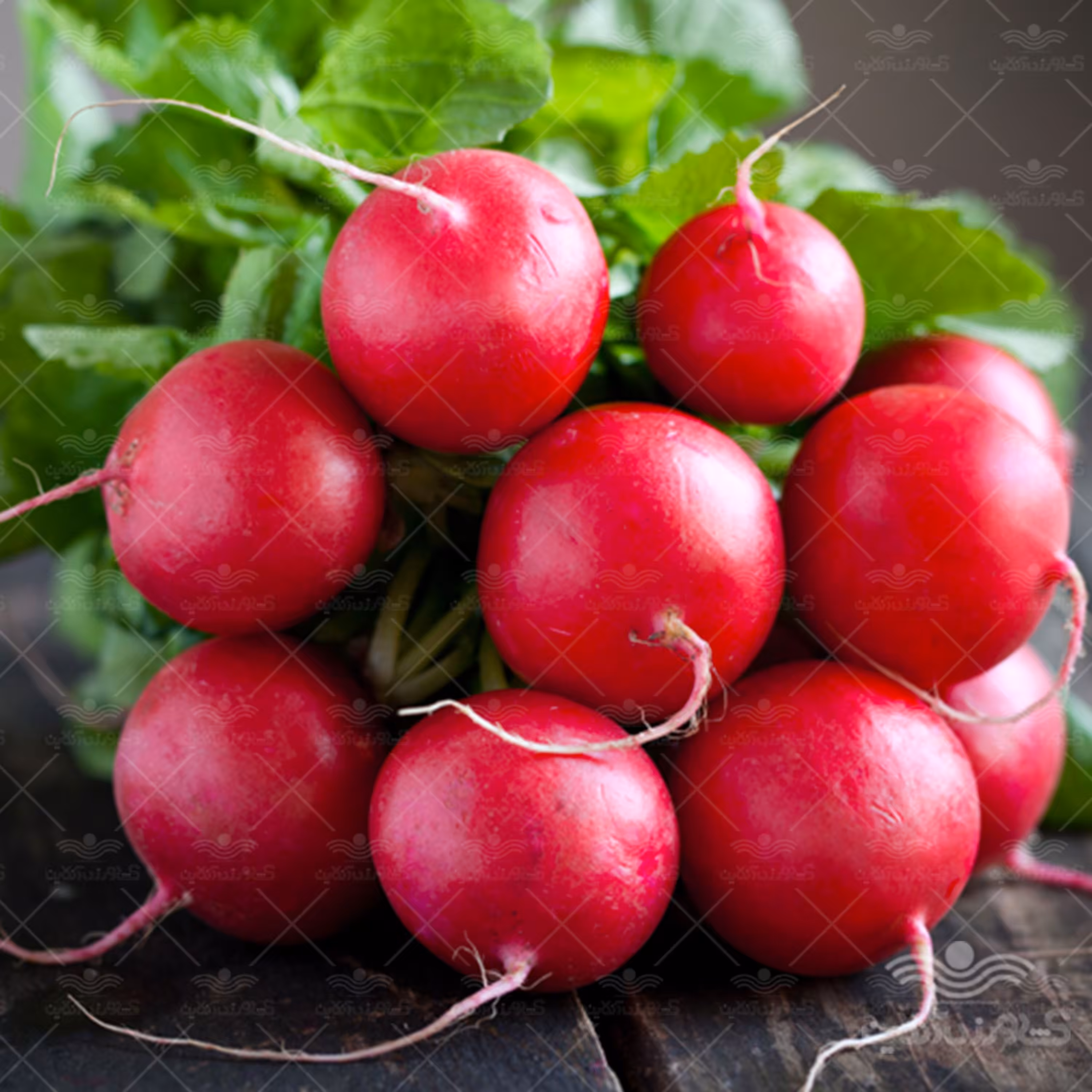 بذر سبزی تربچه نقلی 10 گرمی