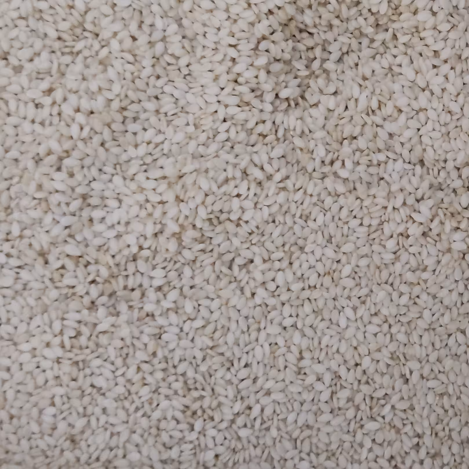 ده کیلو کنجد سفید درجه یک بدون پوست تمیز  یکدست  و تازه 