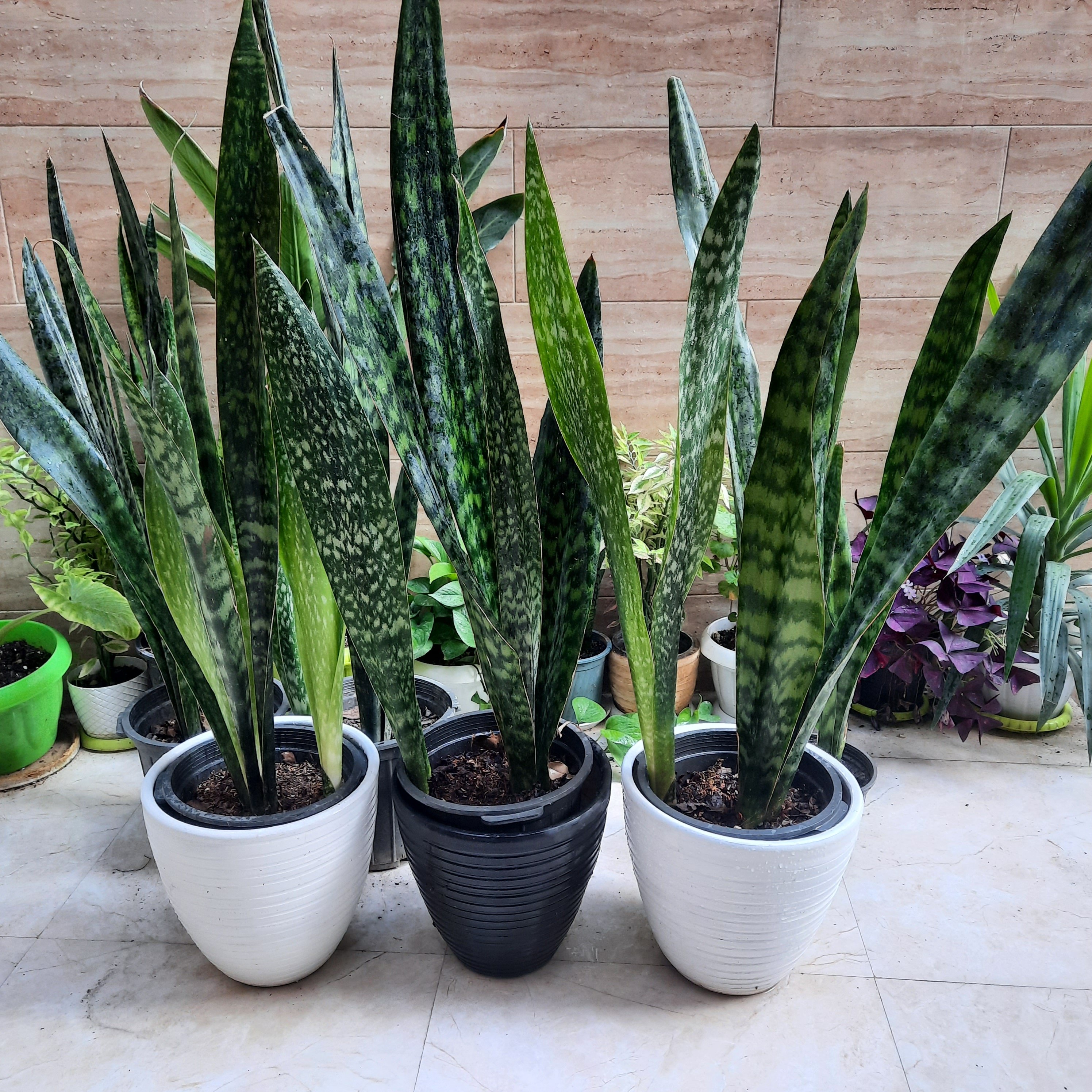 سانسوریا پوست ماری ارتفاع بالای 140سانت،همشون پاجوشای بزرگ دارن ،بدون گلدان سفال،هزینه ی ارسال به عهده ی مشتری محترم