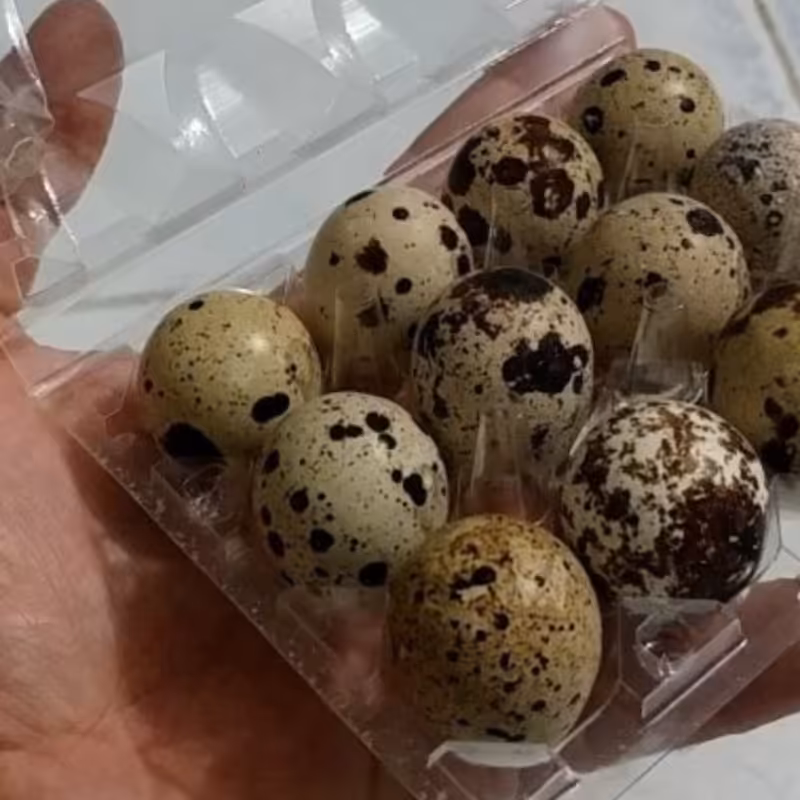 تخم بلدرچین 