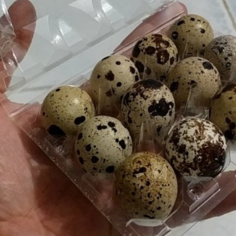 تخم بلدرچین 