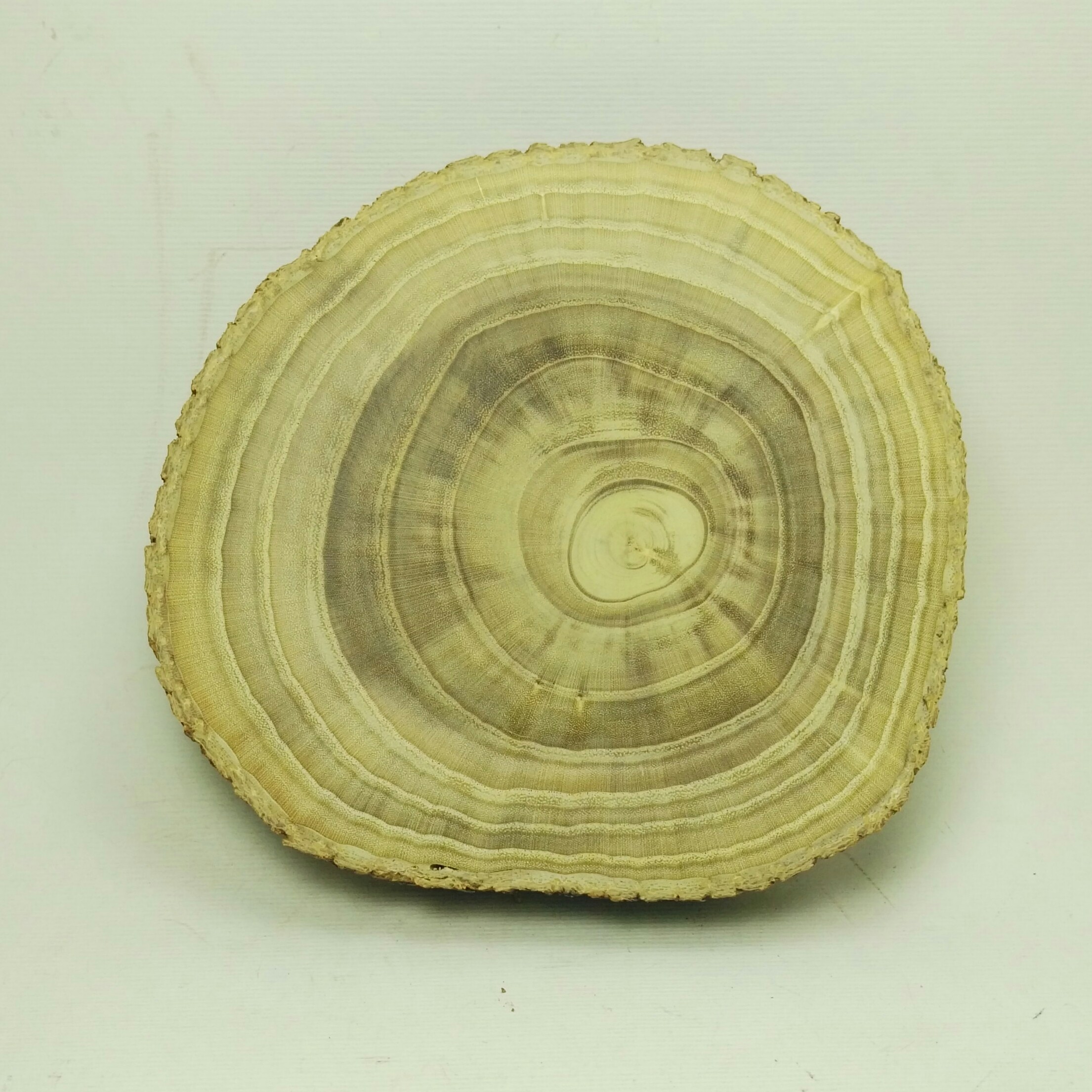 چوب کالباسی ، اسلایس چوب توت با قطر سیزده سانت و ضخامت دو سانت بدون ترک و کاملا سابیده و صیقلی 