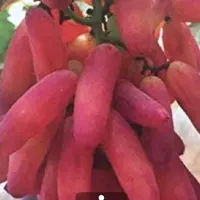 نهال انگور انگشتی قرمز

