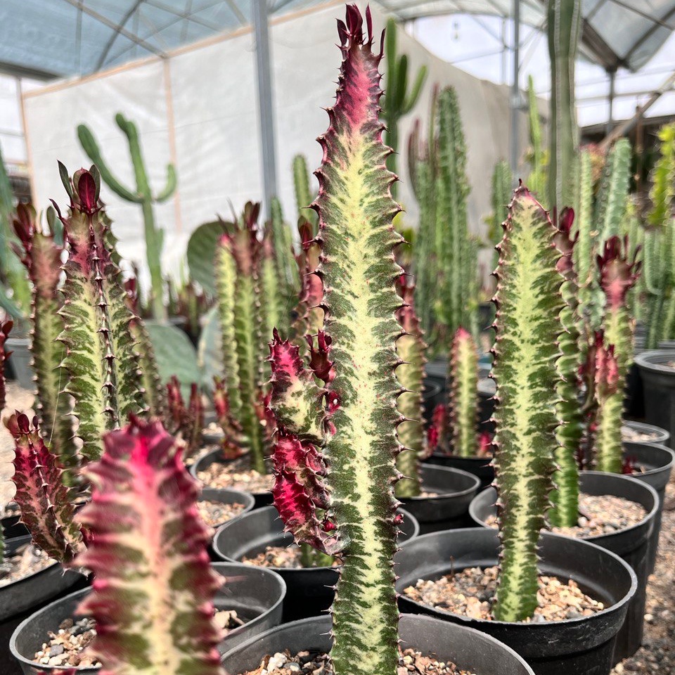 افوربیا تریگونا قرمز با کیفیت عالی ( سایز گلدان 14)