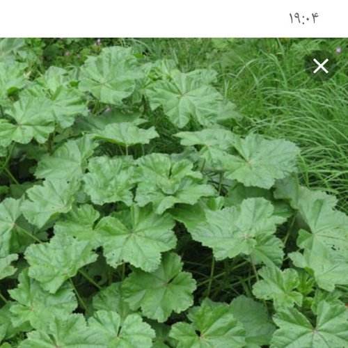 پنیرک خشک 1000گرمی امساله فقط برگ