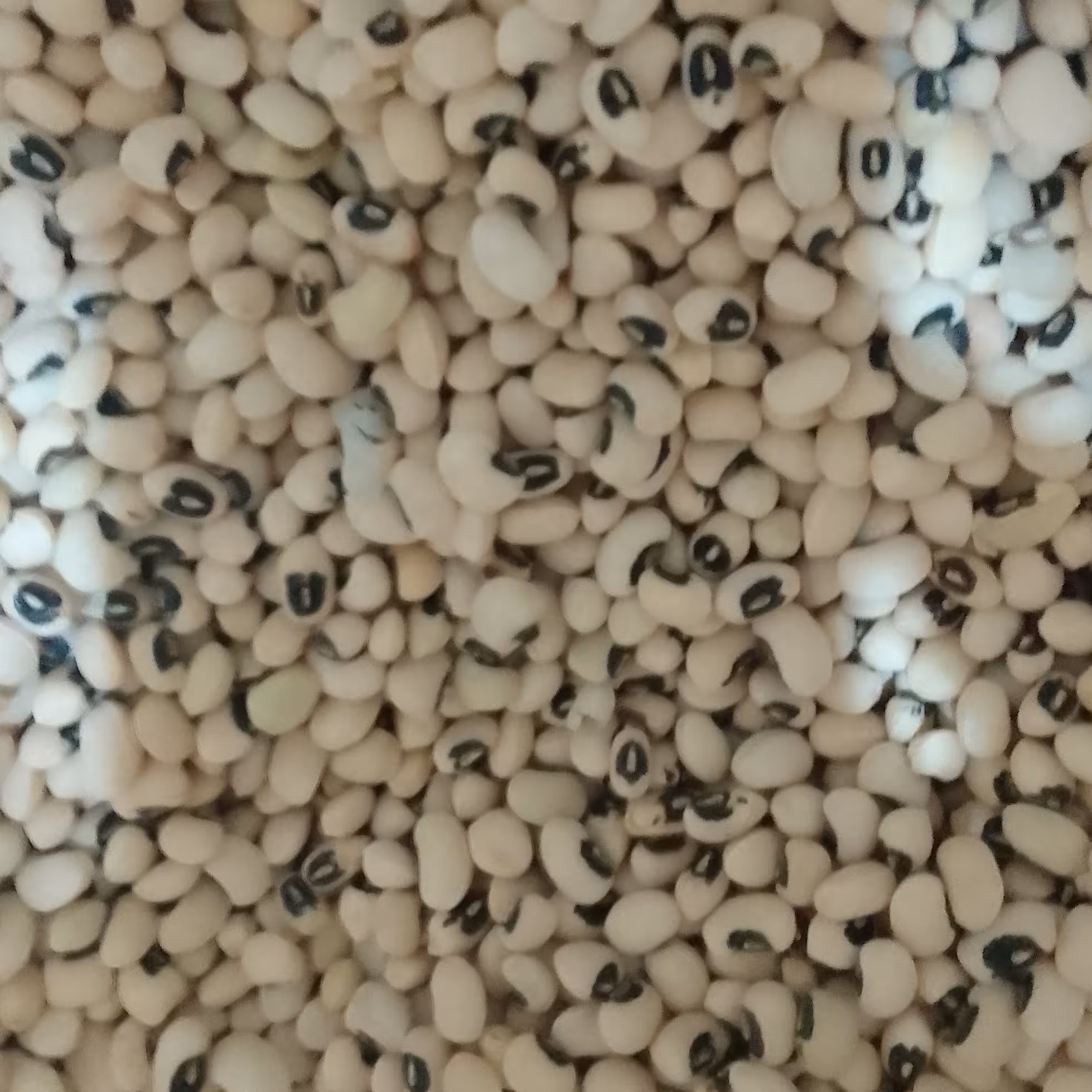 لوبیا چشم بلبل اعلا (400 گرم )