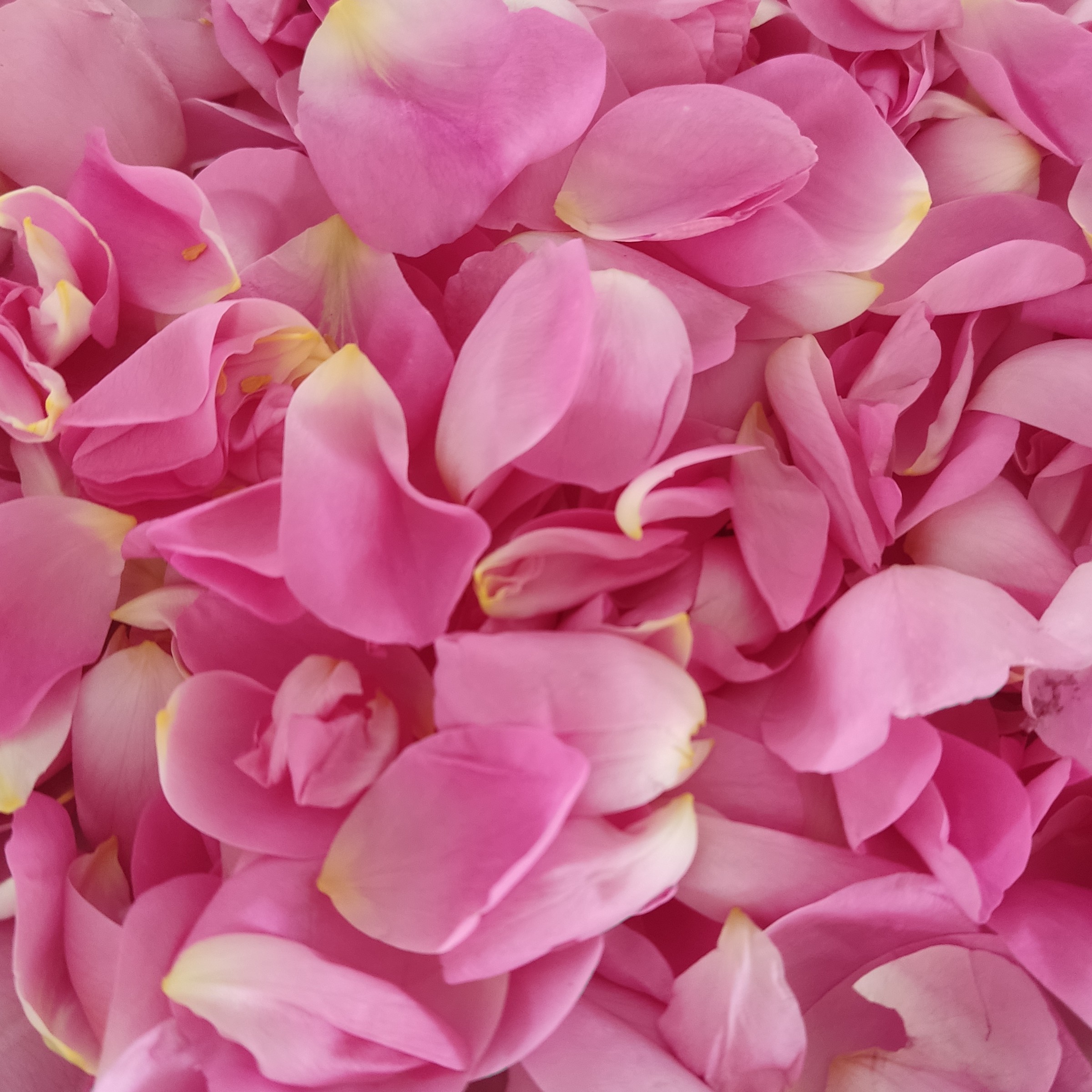 پر گل محمدی برای جوان سازی پوست صورت دمنوش گل محمدی باپاکسازی و سم زدایی روده ها و همچنین برای کاهش وزن مفید است