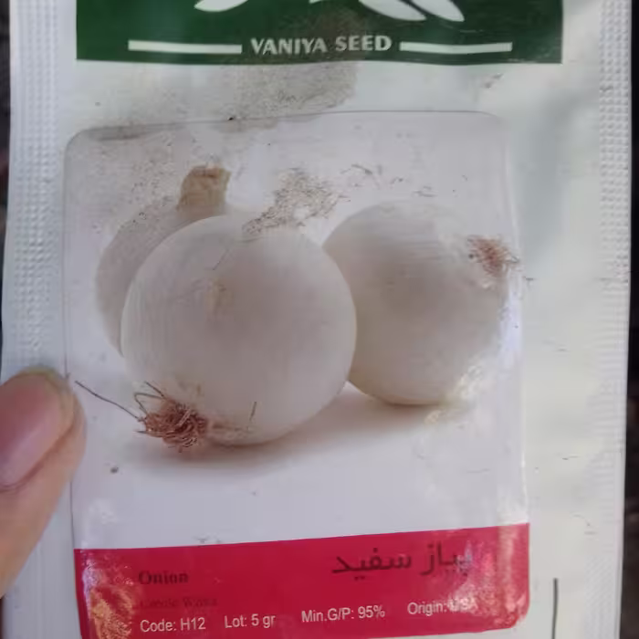 بذر پیاز سفید 