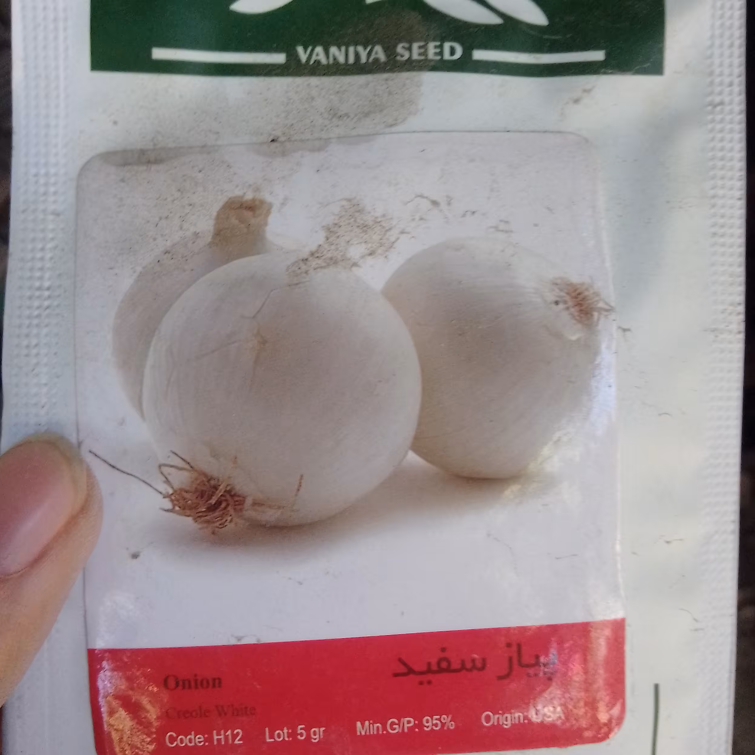 بذر پیاز سفید 