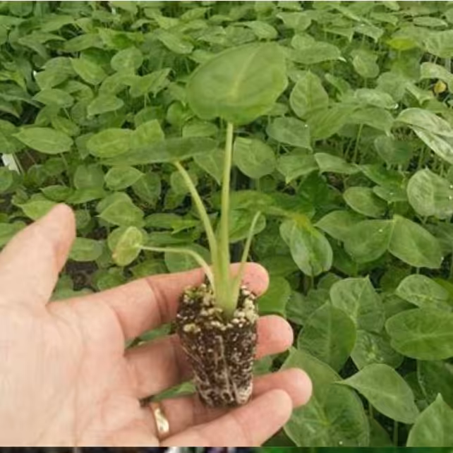 بذر گیاه بابا آدم