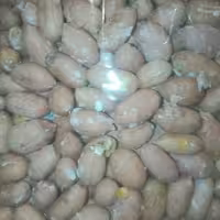 مغز بادام زمینی آستانه اشرفیه