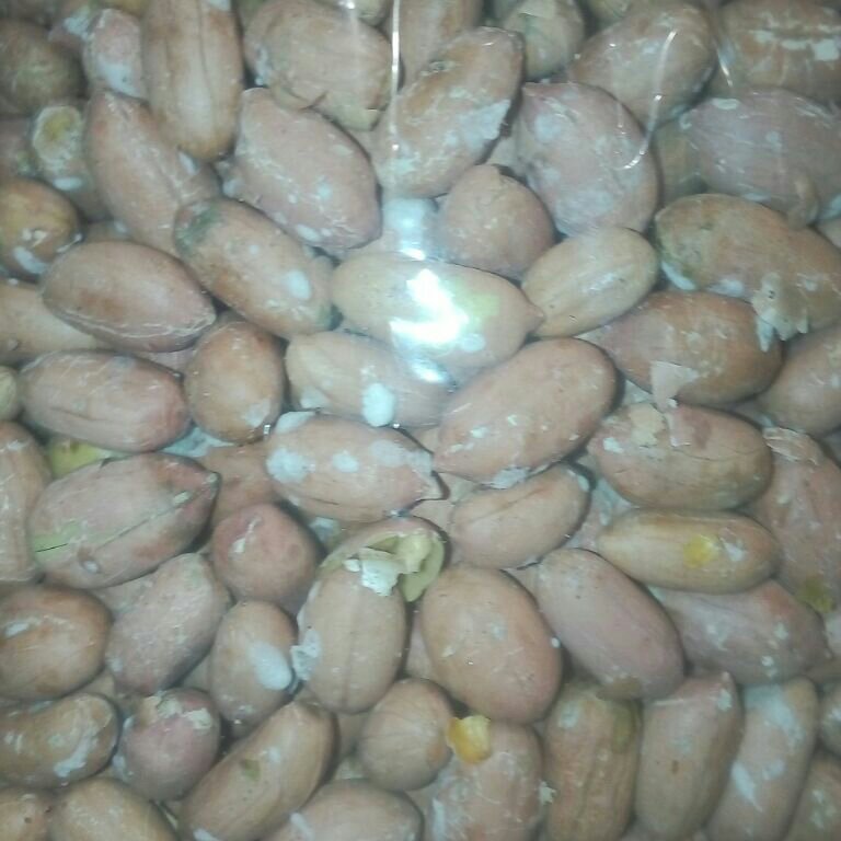 مغز بادام زمینی آستانه اشرفیه