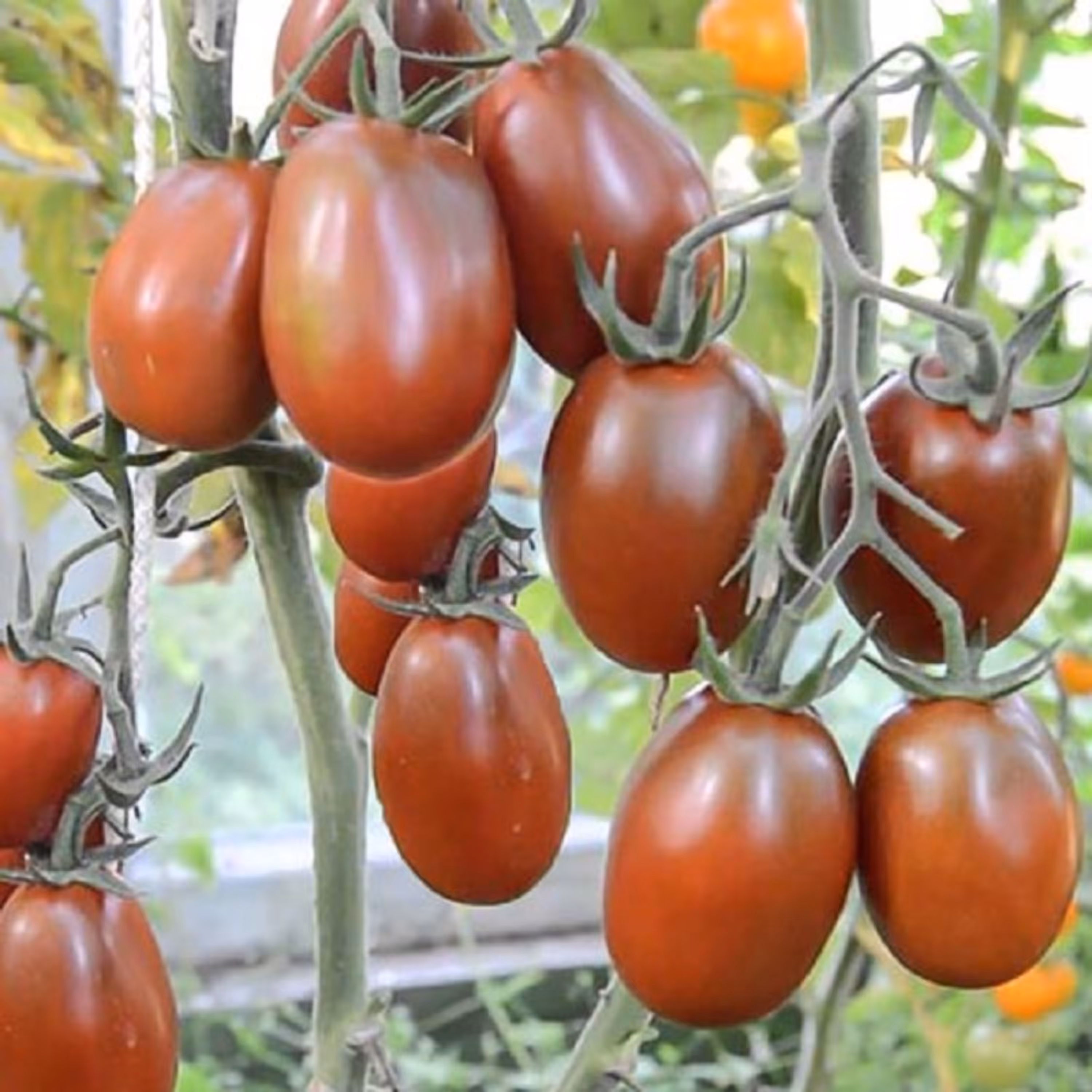 بذر گوجه زیتونی خرمایی درختی