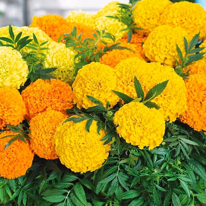 گل جعفری زرد و نانجی