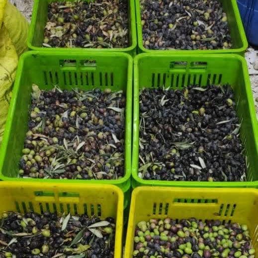 1 کیلو میوه زیتون خام مخصوص روغنگیری