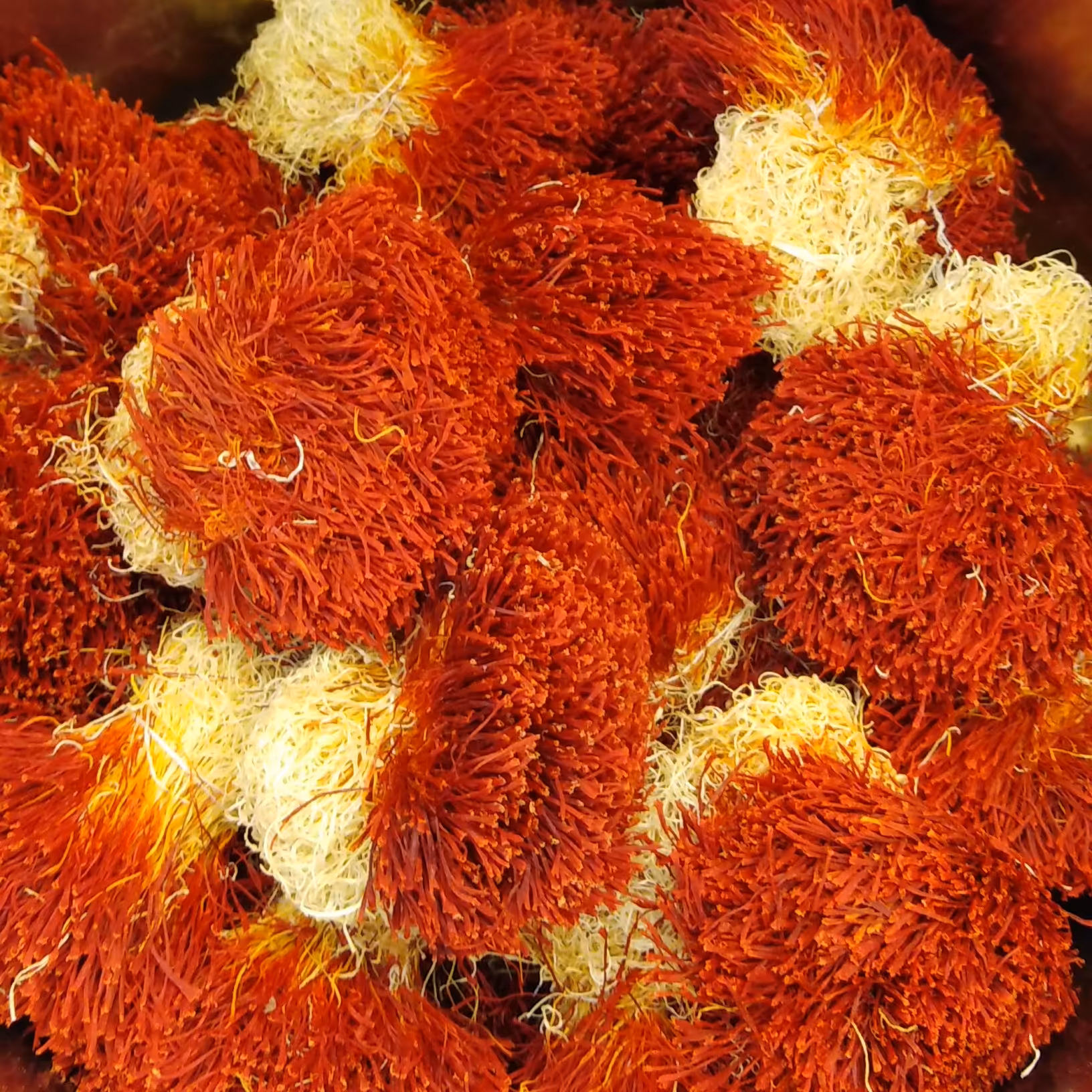 زعفران دسته (دخترپیچ) اعلا  یک مثقالی کیفیت فوق العاده 