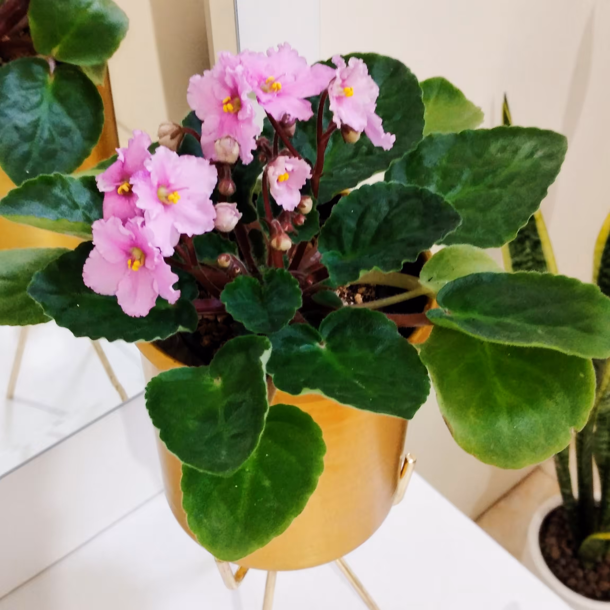 بنفشه آفریقایی در گلدان فلزی ضد زنگ‌