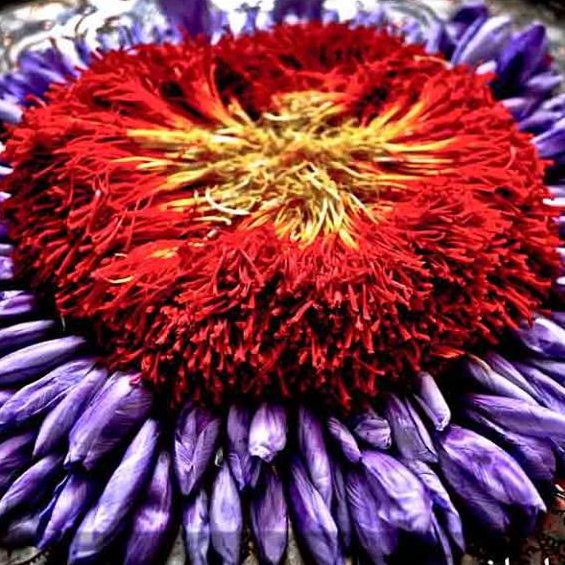 زعفران  سرگل رشته ای صادراتی قاینات با بالاترین عیار  دارای سیب سلامت و استاندارد بشرط ضمانت با وزن 2 گرم