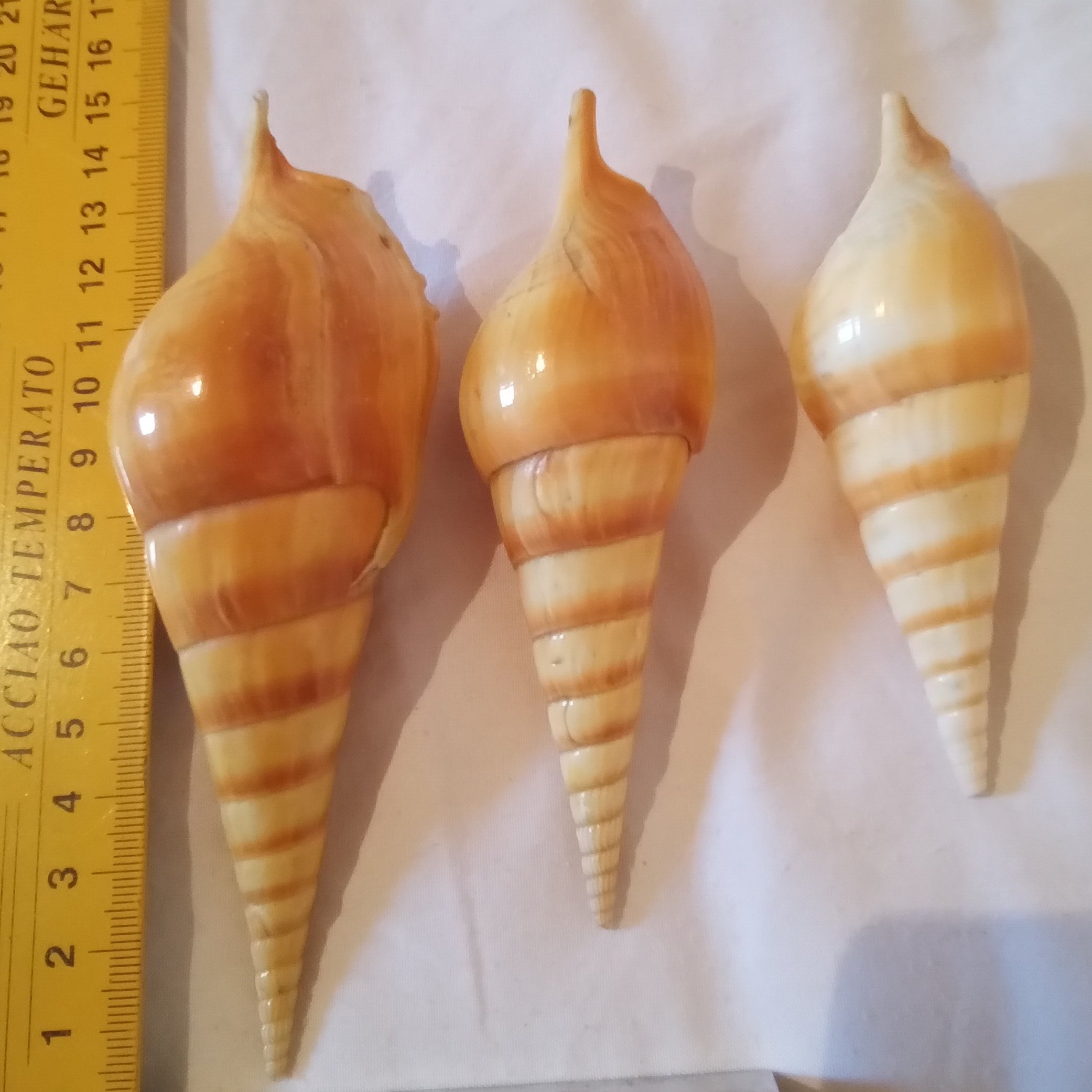 دکوری صدف و مرجان  4عدد