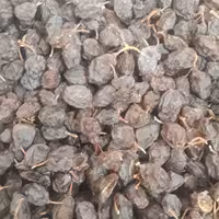 مویز قرمز هسته دار  پاک نکرده با دم