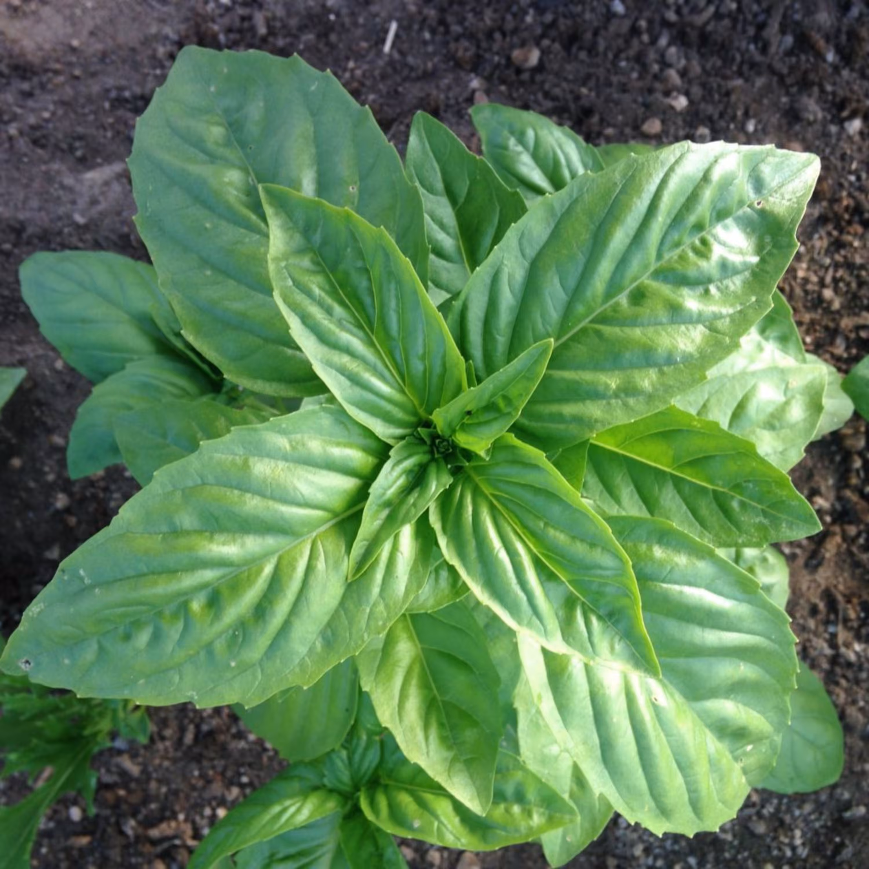 بذر ریحان سبز 20 گرمی